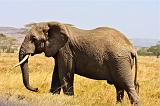 TANZANIA - Serengeti National Park - Elephant - 9